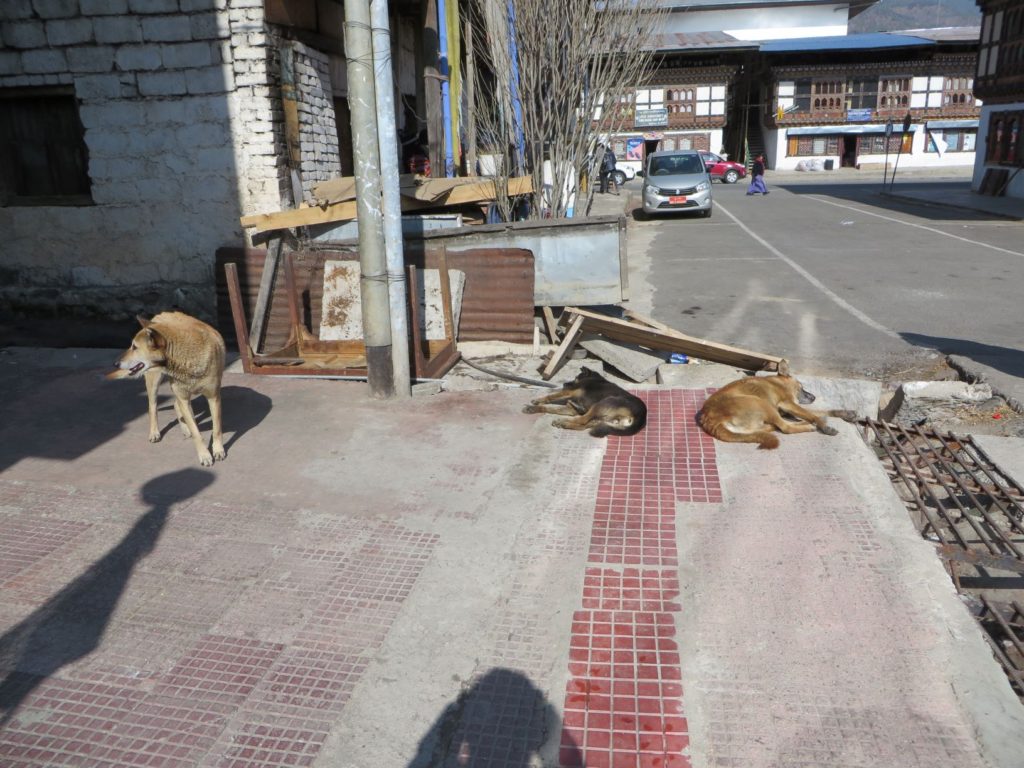 街中に寝ている野良犬。