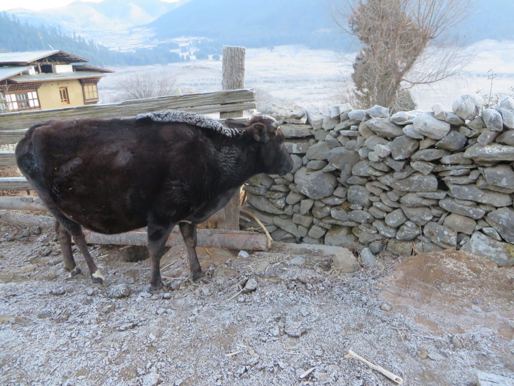 背中に霜のついた牛。