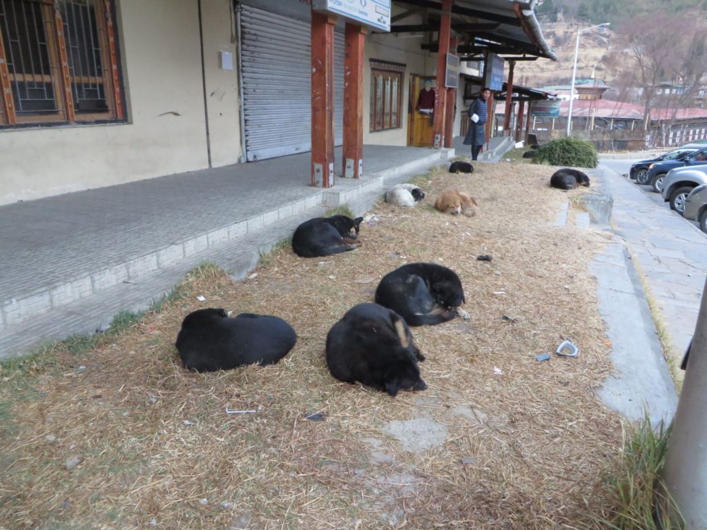 群れで寝ている犬。